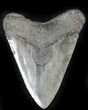 Fossil Megalodon Tooth - South Carolina #24413-2